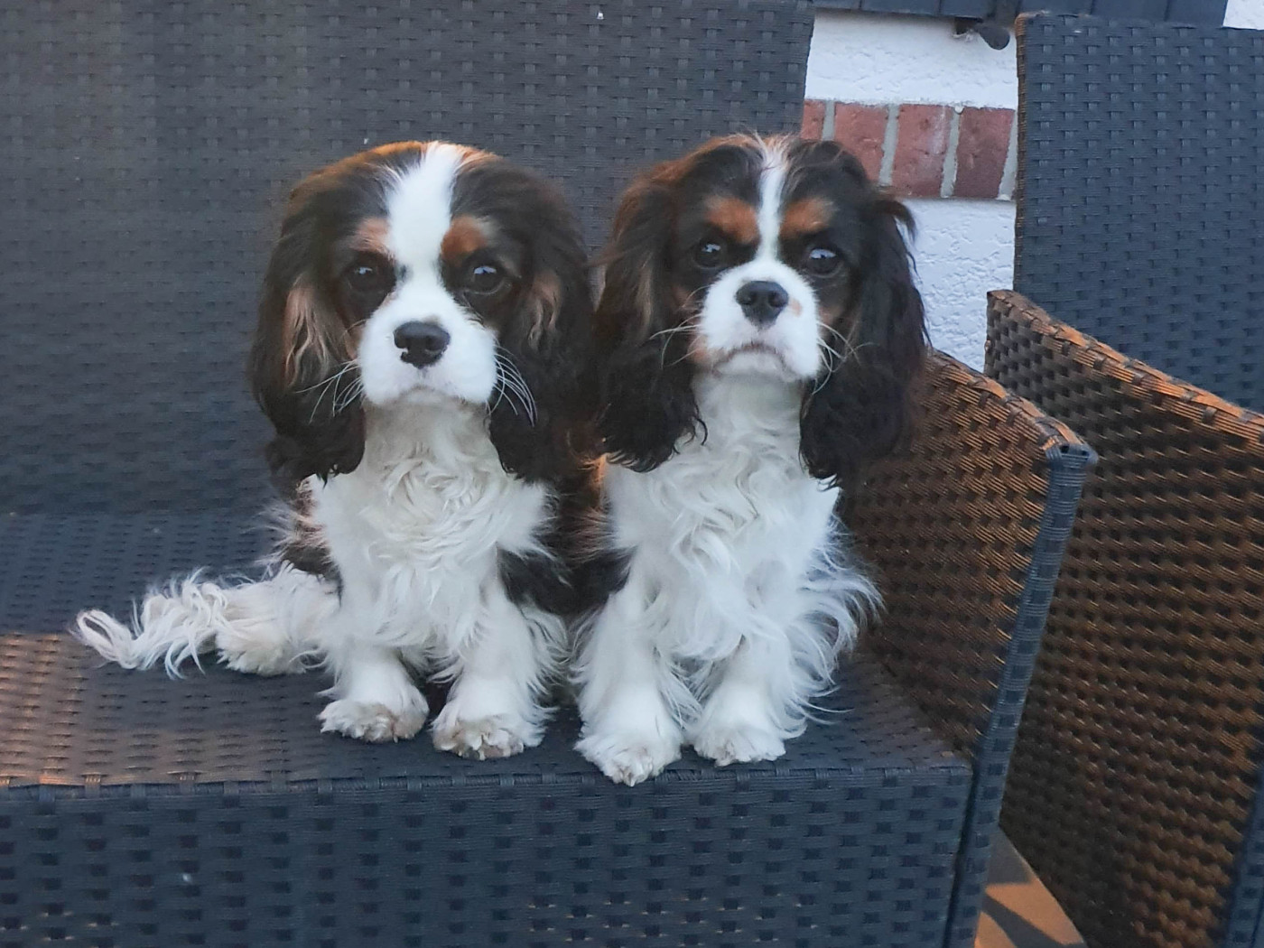 Les bébés sont devenus grands.