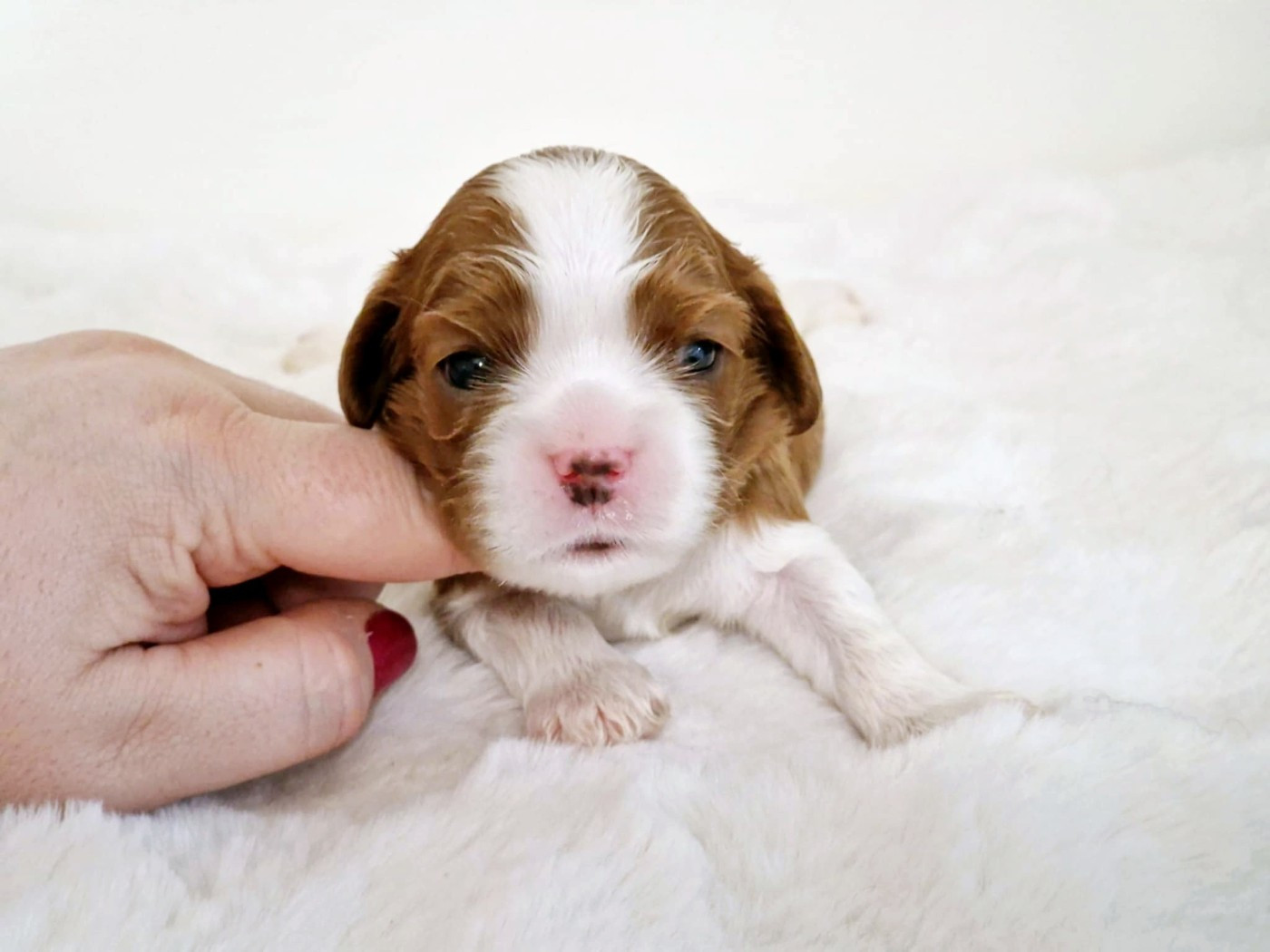 2 semaines pour les bébés de Penny et de Christian