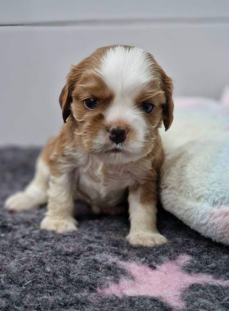 3 semaines pour les bébés de Penny et de Christian