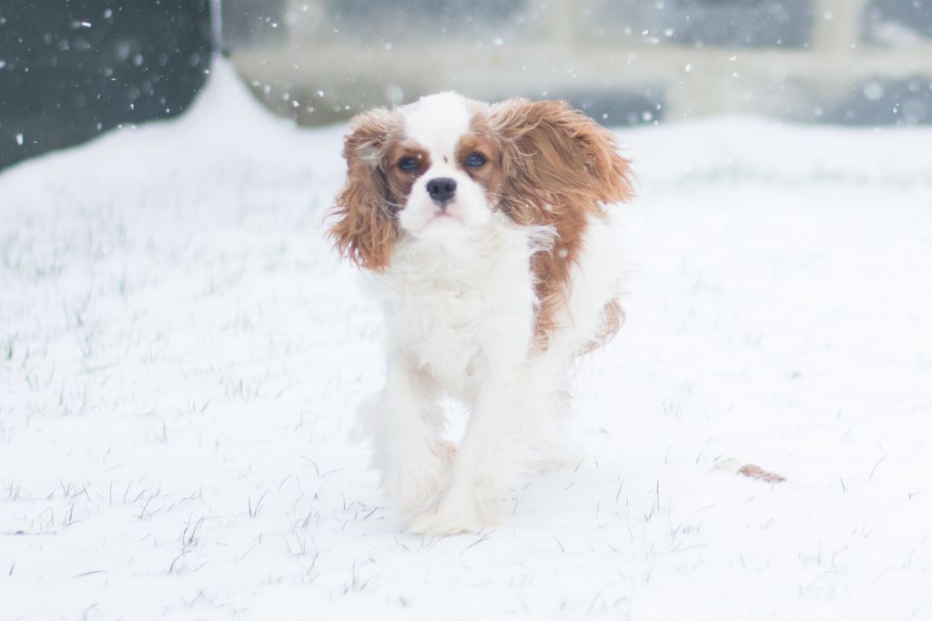 Neige 2019